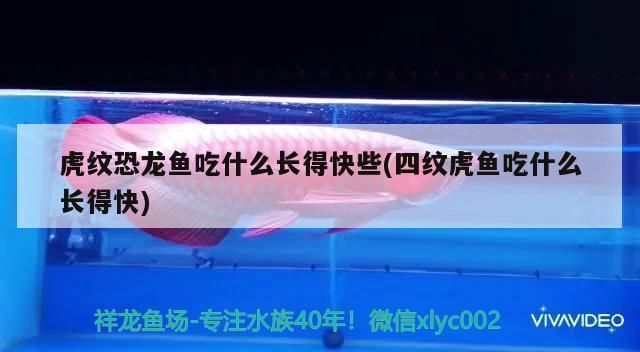 虎紋恐龍魚長得快嗎（如何判斷虎紋恐龍魚性成熟）