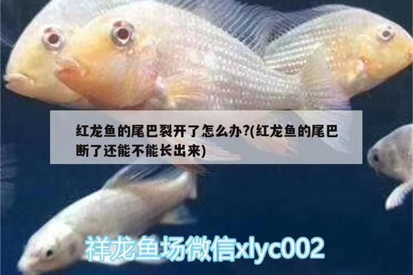 龍魚(yú)斷尾怎么處理：龍魚(yú)斷尾后如何預(yù)防感染，龍魚(yú)斷尾的嚴(yán)重程度如何處理