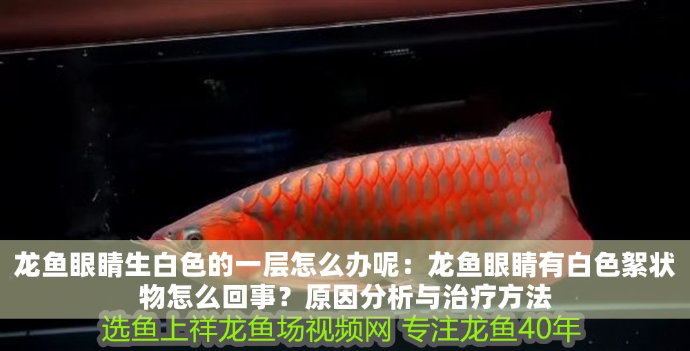 龍魚眼睛生白色的一層怎么辦呢：龍魚眼睛有白色絮狀物怎么回事？原因分析與治療方法