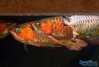 紅龍魚金龍魚混養(yǎng)（紅龍魚和金龍魚可以混養(yǎng)嗎） 紅龍魚金龍魚混養(yǎng)（紅龍魚和金龍魚可以混養(yǎng)嗎） 龍魚百科 第2張