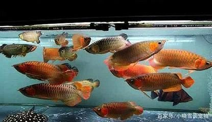 紅龍魚金龍魚混養(yǎng)（紅龍魚和金龍魚可以混養(yǎng)嗎） 紅龍魚金龍魚混養(yǎng)（紅龍魚和金龍魚可以混養(yǎng)嗎） 龍魚百科 第5張