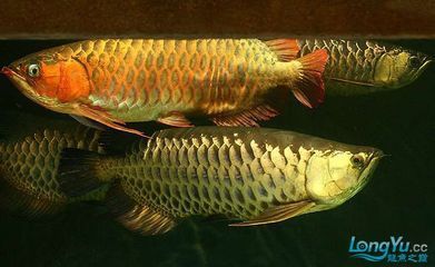 紅龍魚金龍魚混養(yǎng)（紅龍魚和金龍魚可以混養(yǎng)嗎） 紅龍魚金龍魚混養(yǎng)（紅龍魚和金龍魚可以混養(yǎng)嗎） 龍魚百科 第3張