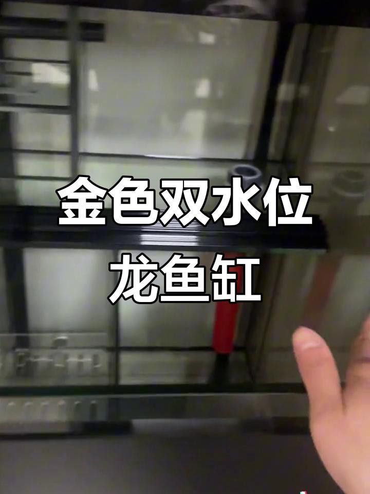 推薦幾款適合金頭金龍魚的魚缸品牌 推薦幾款適合金頭金龍魚的魚缸品牌 龍魚百科 第2張