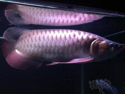 龍魚用白燈出什么顏色（金龍魚在飼養(yǎng)過程中主要注重鱗片的爬背和金質(zhì)的爬背和金質(zhì)） 龍魚用白燈出什么顏色（金龍魚在飼養(yǎng)過程中主要注重鱗片的爬背和金質(zhì)的爬背和金質(zhì)） 龍魚百科 第1張