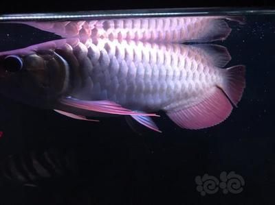 龍魚用白燈出什么顏色（金龍魚在飼養(yǎng)過程中主要注重鱗片的爬背和金質(zhì)的爬背和金質(zhì)） 龍魚用白燈出什么顏色（金龍魚在飼養(yǎng)過程中主要注重鱗片的爬背和金質(zhì)的爬背和金質(zhì)） 龍魚百科 第3張