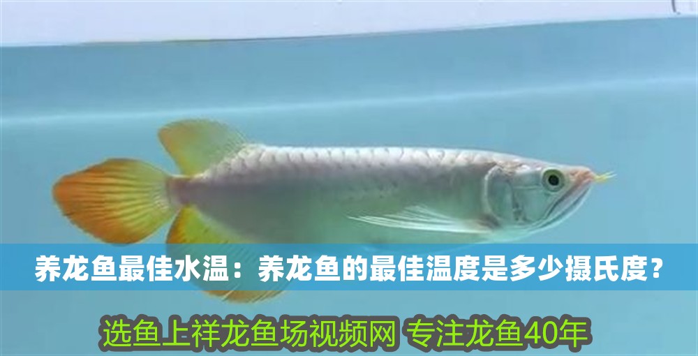 養龍魚最佳水溫：養龍魚的最佳溫度是多少攝氏度？