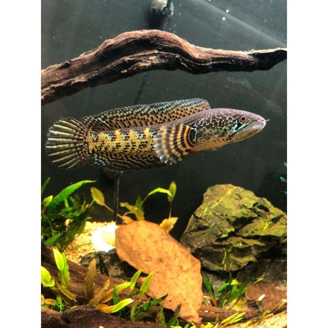 雷龍魚苗好養活嗎（雷龍魚苗最佳飼養密度，如何檢測雷龍魚水質）