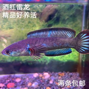 雷龍魚苗好養活嗎（雷龍魚苗最佳飼養密度，如何檢測雷龍魚水質）