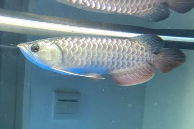 養龍魚時，水位的高低對龍魚的狀態和健康有很大影響：養龍魚時水位的高低對魚的狀態和健康有很大影響