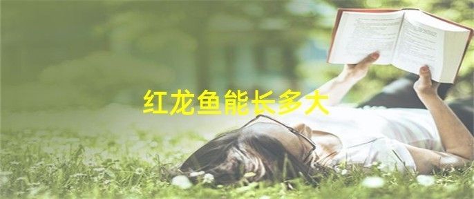 紅雪蓮紅龍魚能長(zhǎng)多大：紅龍魚生長(zhǎng)潛力主要取決于品種、飼養(yǎng)環(huán)境和飼養(yǎng)方式等因素