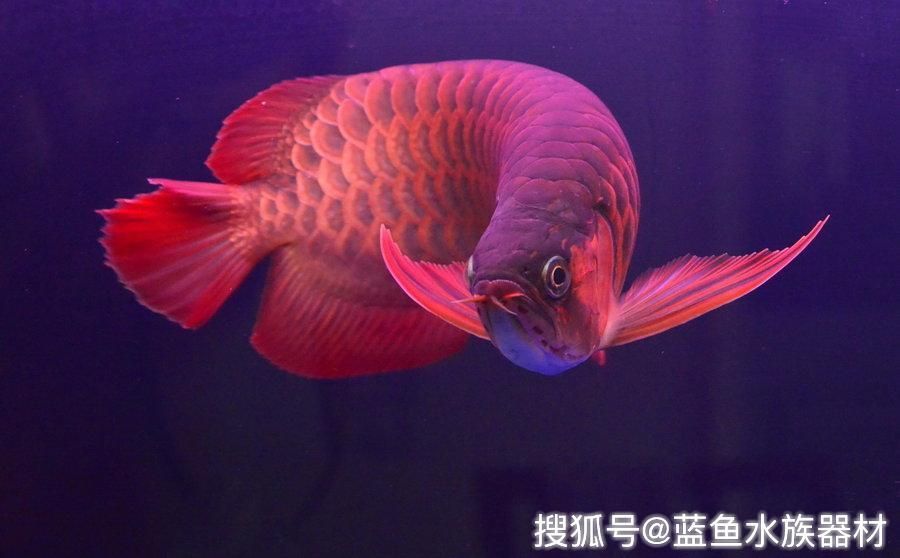 龍魚最近老是在中下層游趴缸怎么回事啊：龍魚趴缸可能由多種因素引起以下原因及相應的應對措施