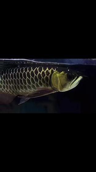 黑金剛龍魚圖片大全