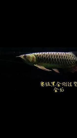 黑金剛龍魚圖片大全