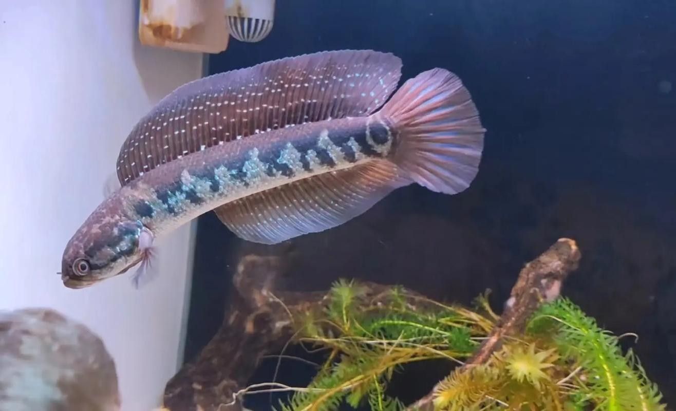 黑金剛龍魚圖片大全