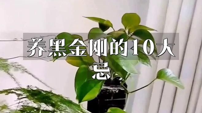 黑金剛龍魚圖片大全