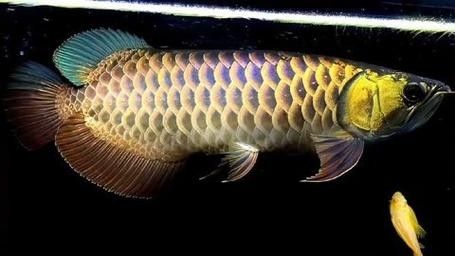黑金剛龍魚圖片大全