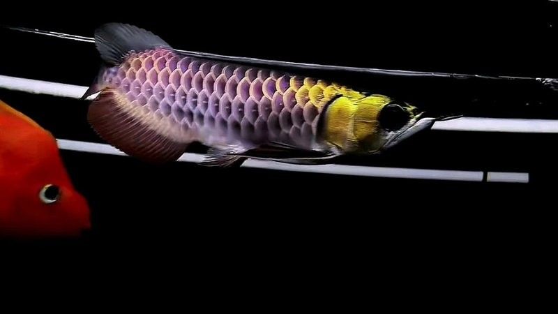 黑金剛龍魚圖片大全