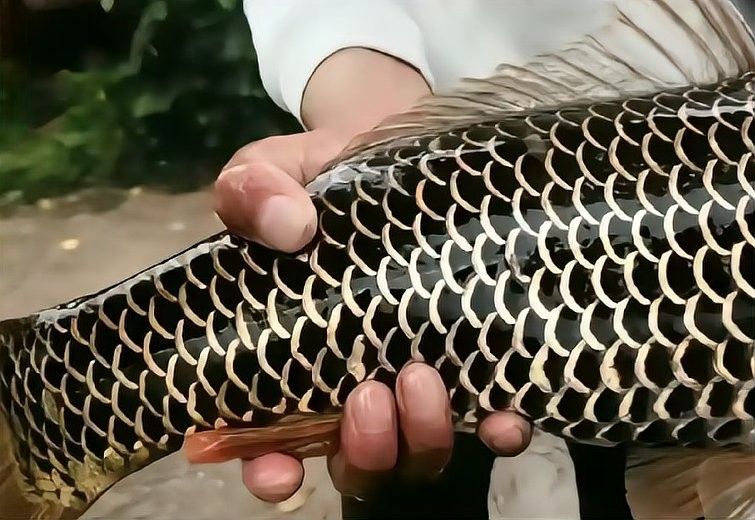 黑金剛龍魚圖片大全