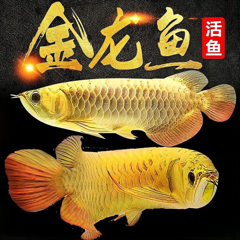 黑金剛龍魚圖片大全