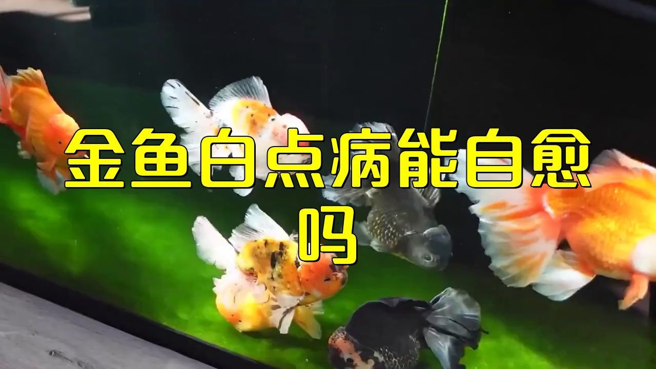 金魚得了白點病會自愈嗎？