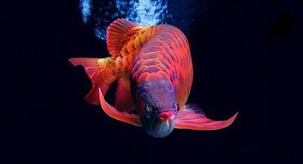 金龍魚手機壁紙豎屏（金龍魚手機壁紙豎屏的分辨率）