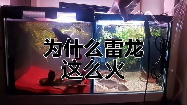 雷龍魚價格表圖片大全