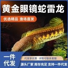 雷龍魚價格表圖片大全