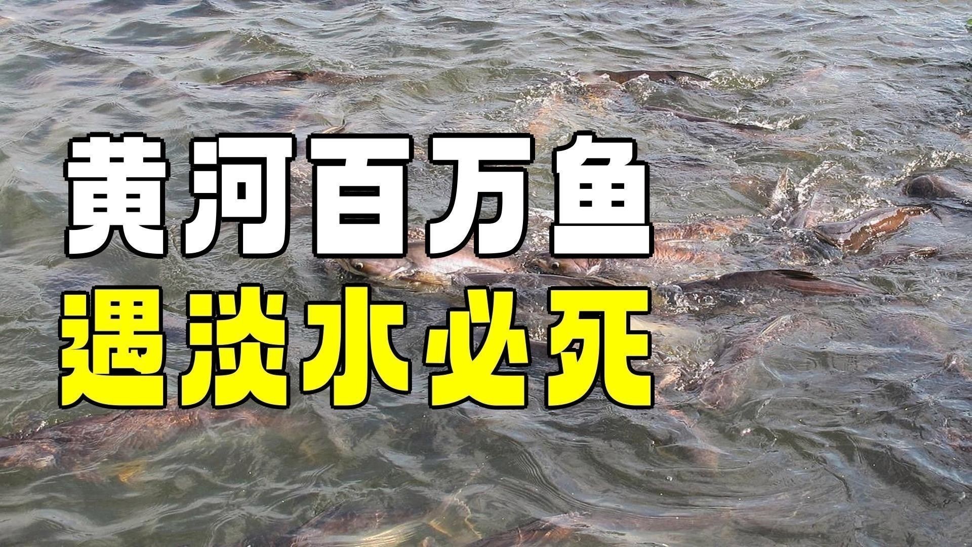 金龍魚淡水魚還是海水魚好養