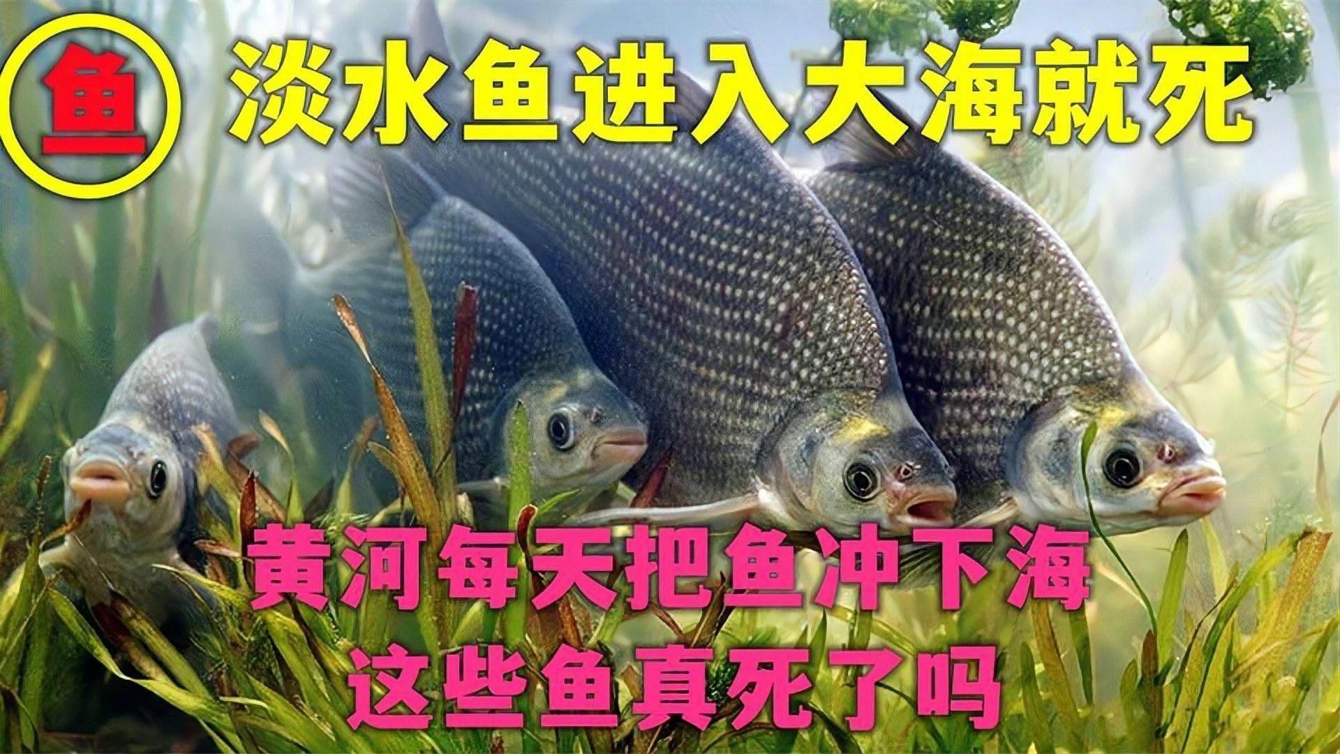 金龍魚淡水魚還是海水魚好養