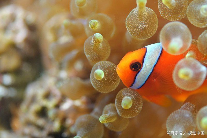 金龍魚淡水魚還是海水魚好養