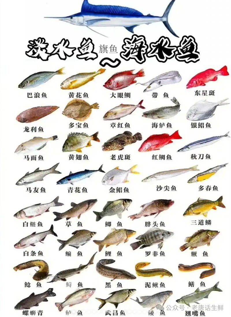 金龍魚淡水魚還是海水魚好養