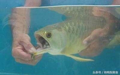 金龍魚不停張嘴是什么事因【金龍魚不停張嘴是什么原因】