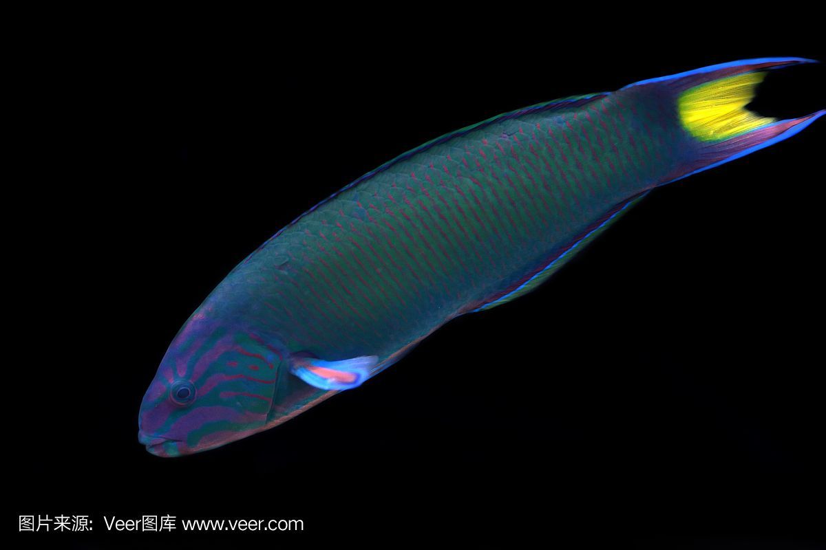紅龍魚缸用什么背景好看（養(yǎng)紅龍魚缸用什么背景好）