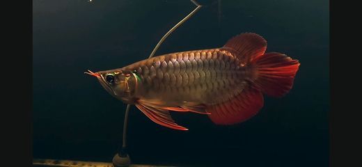 紅龍魚比賽視頻播放：印尼紅龍總冠軍比賽視頻
