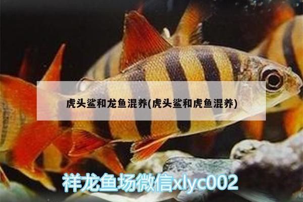 龍魚和虎頭鯊能混養嗎：龍魚和虎頭鯊可以混養嗎