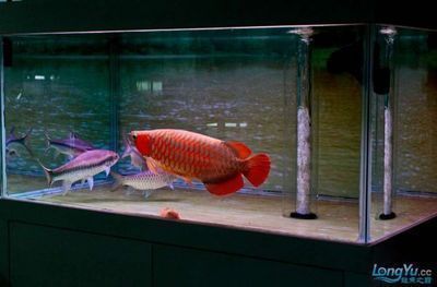 紅龍魚一般養(yǎng)幾條（紅龍魚的飼養(yǎng)技巧）