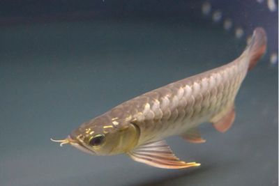 金龍魚苗有胸鰭么【金龍魚怎么養(yǎng)？】