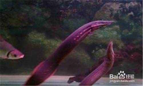 火龍魚可以長多大 火龍魚可以長多大 龍魚百科 第9張
