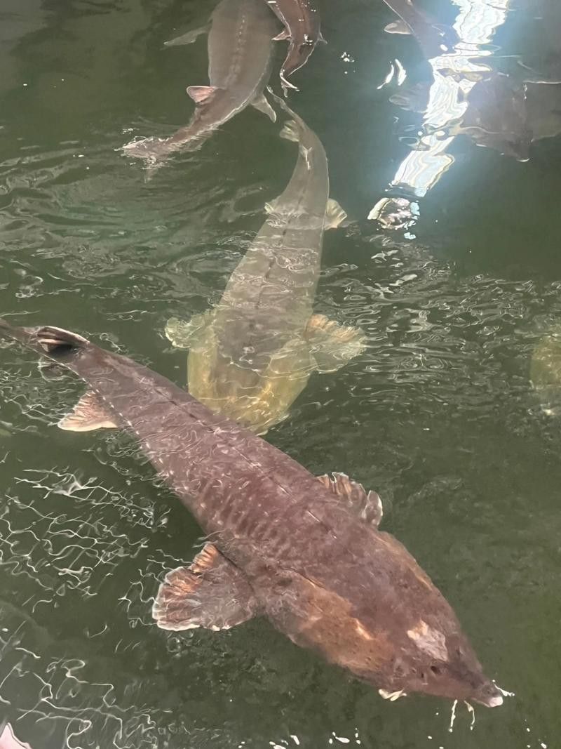 河源鱘龍魚生長環境圖片介紹
