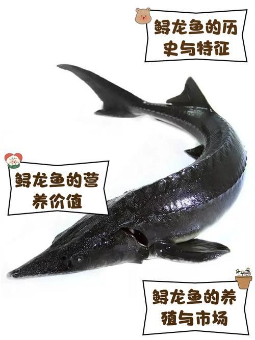 河源鱘龍魚生長環境圖片介紹