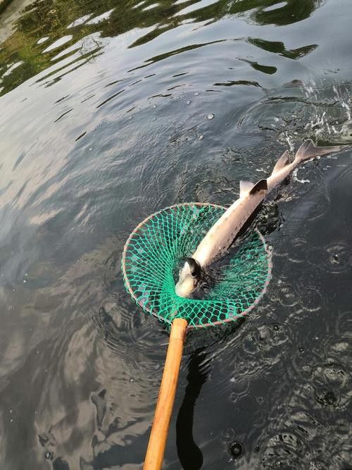 河源鱘龍魚生長環境圖片介紹