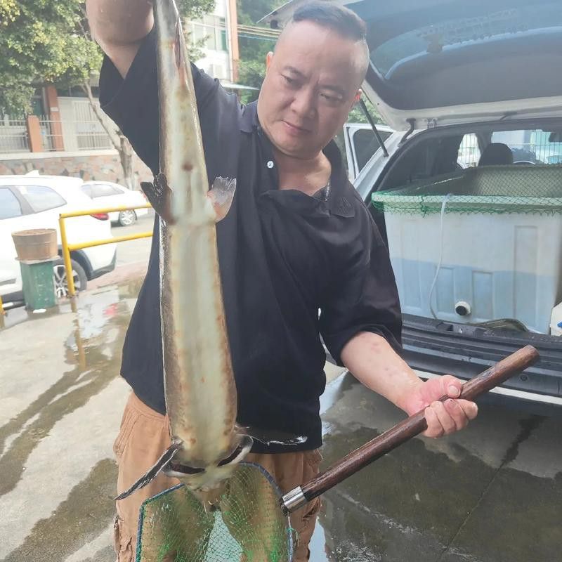 河源鱘龍魚生長環境圖片介紹