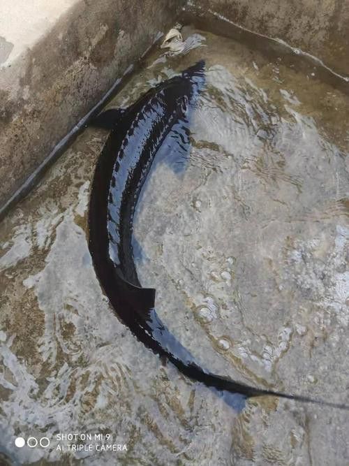 河源鱘龍魚生長環境圖片介紹
