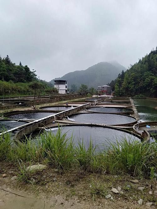 河源鱘龍魚生長環境圖片介紹