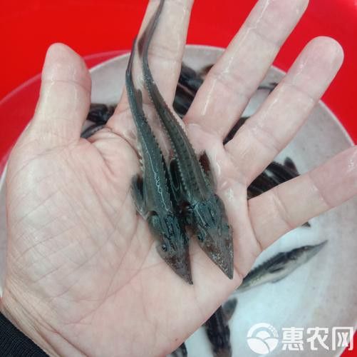 河源鱘龍魚生長環境圖片介紹