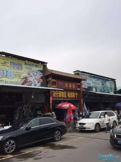 廣州哪里是批發(fā)龍魚(yú)的市場(chǎng)啊圖片