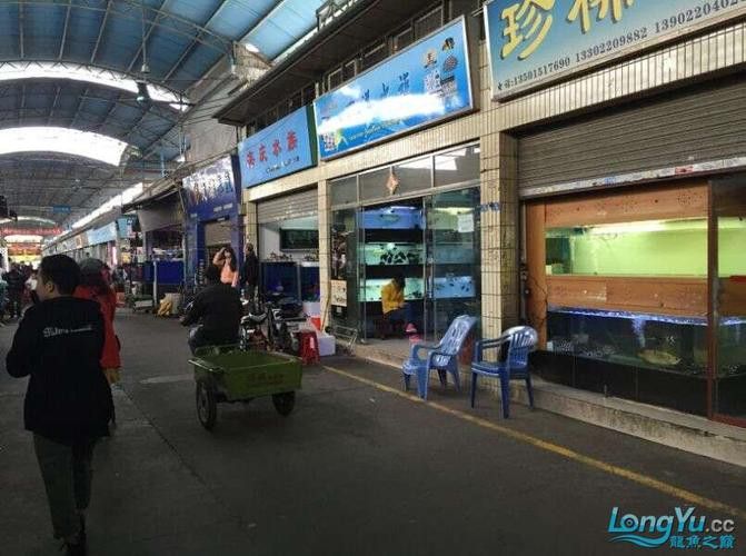 廣州哪里是批發(fā)龍魚(yú)的市場(chǎng)啊圖片