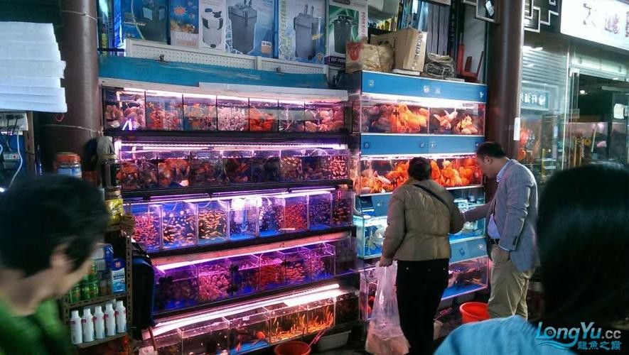 廣州哪里是批發(fā)龍魚(yú)的市場(chǎng)啊圖片