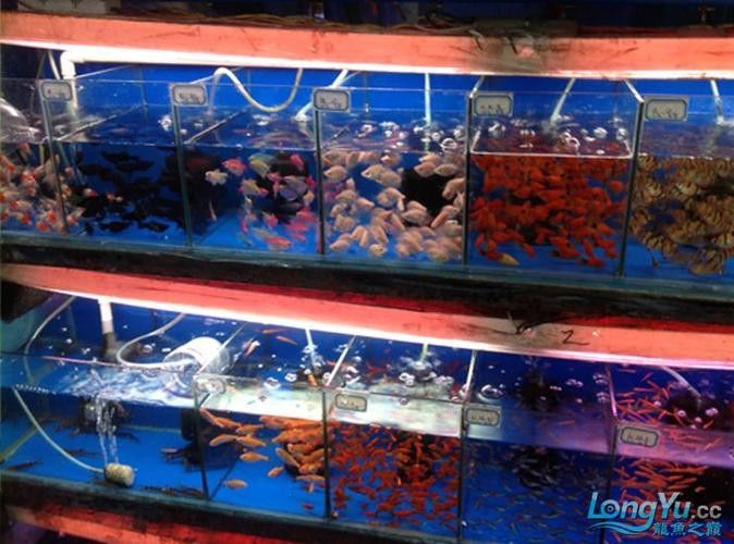 廣州哪里是批發(fā)龍魚(yú)的市場(chǎng)啊圖片