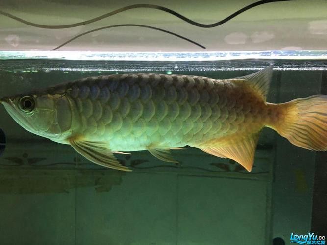 廣州哪里是批發(fā)龍魚(yú)的市場(chǎng)啊圖片
